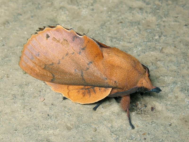 Gastropacha quercifolia (Linnaeus, 1758)